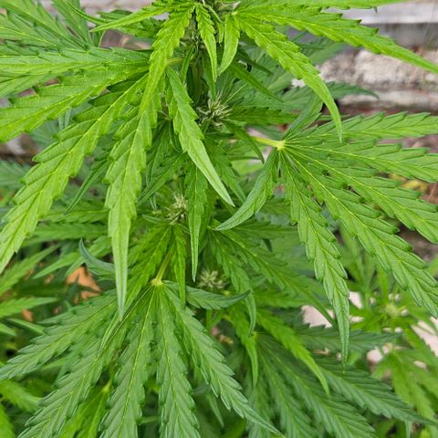 Triple G Automatic growlog timeline photo