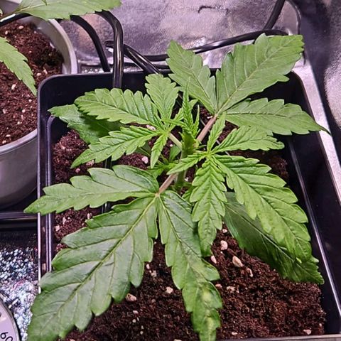 Triple G Automatic growlog timeline photo