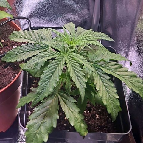 Triple G Automatic growlog timeline photo