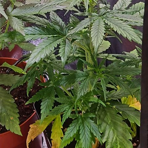 Triple G Automatic growlog timeline photo