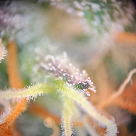 Triple G Automatic growlog timeline photo
