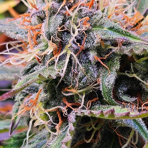 Triple G Automatic growlog timeline photo