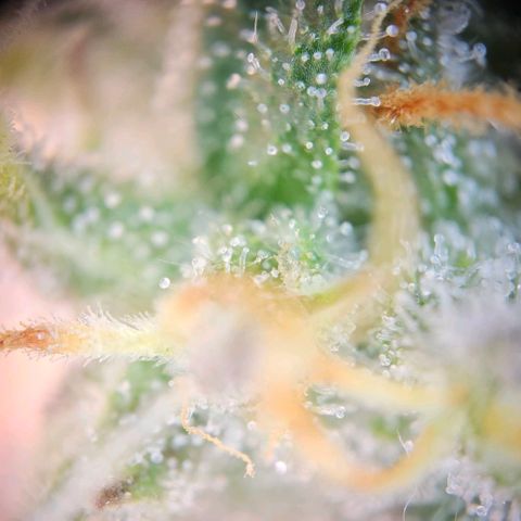 Triple G Automatic growlog timeline photo