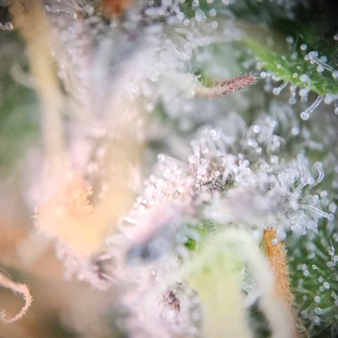 Triple G Automatic growlog timeline photo