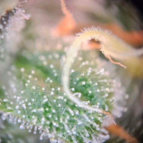 Triple G Automatic growlog timeline photo