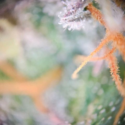 Triple G Automatic growlog timeline photo