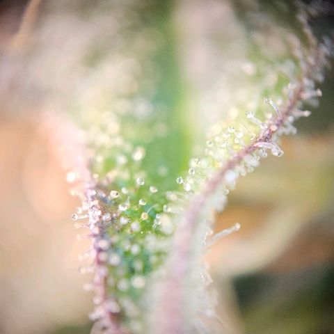 Triple G Automatic growlog timeline photo
