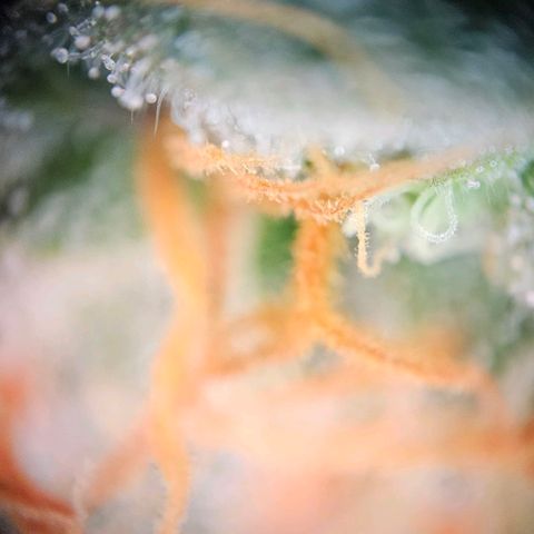 Triple G Automatic growlog timeline photo