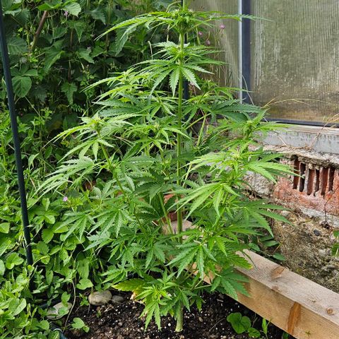 Triple G Automatic growlog timeline photo