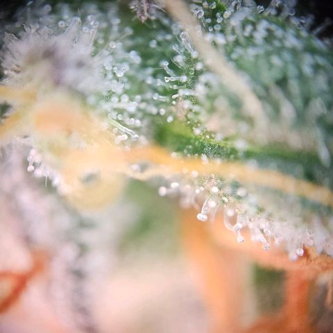 Triple G Automatic growlog timeline photo