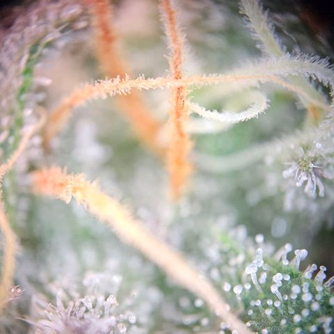 Triple G Automatic growlog timeline photo