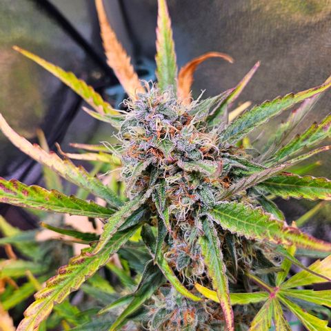 Triple G Automatic growlog timeline photo