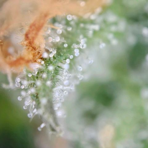 Triple G Automatic growlog timeline photo