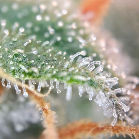Triple G Automatic growlog timeline photo