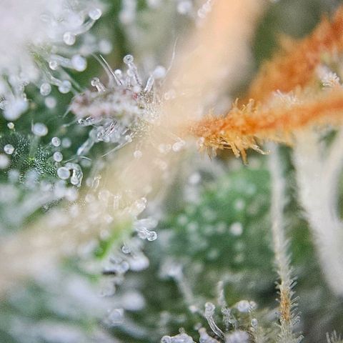 Triple G Automatic growlog timeline photo