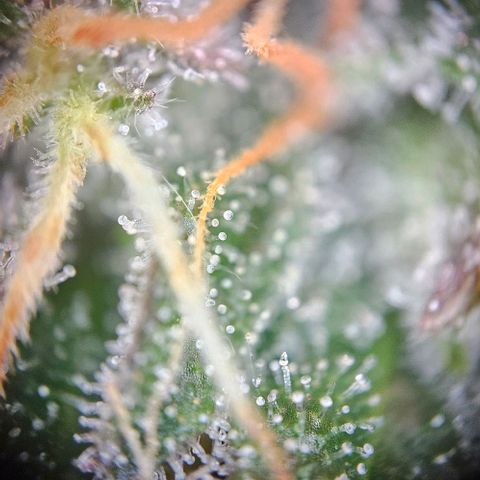 Triple G Automatic growlog timeline photo
