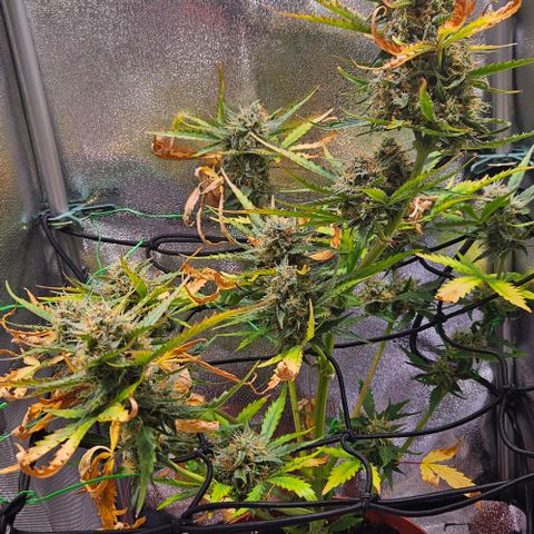 Triple G Automatic growlog timeline photo
