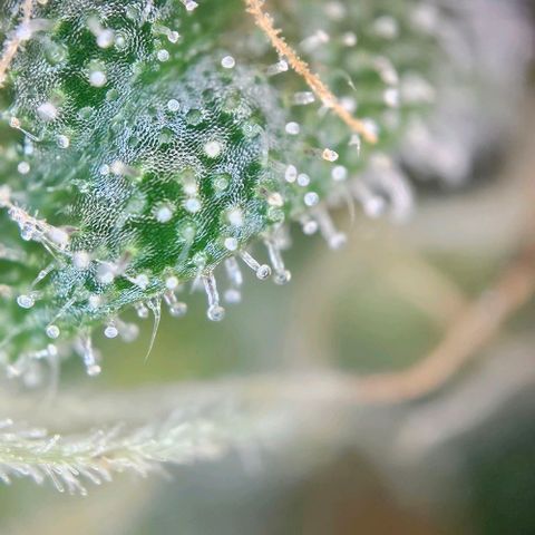 Triple G Automatic growlog timeline photo