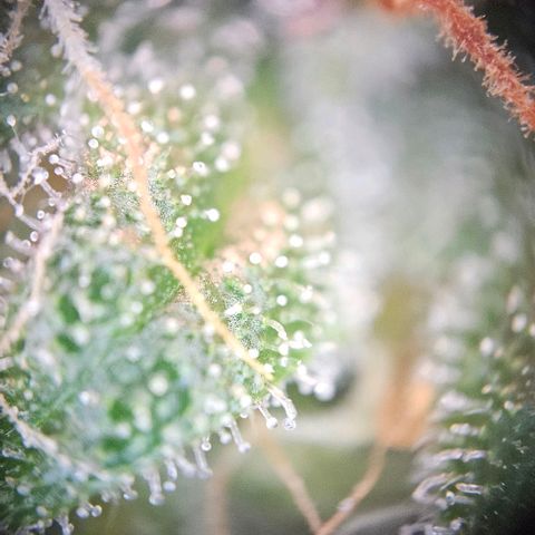Triple G Automatic growlog timeline photo