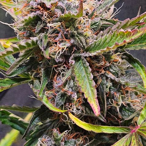 Triple G Automatic growlog timeline photo