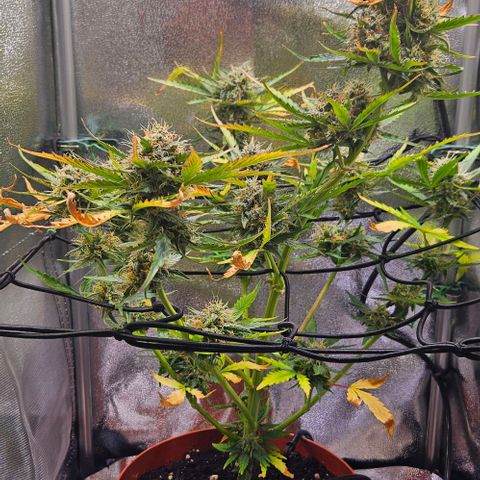Triple G Automatic growlog timeline photo