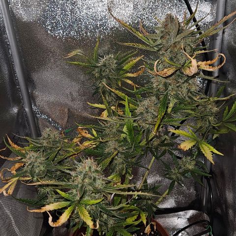 Triple G Automatic growlog timeline photo