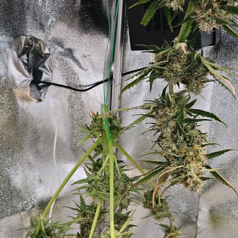 Triple G Automatic growlog timeline photo
