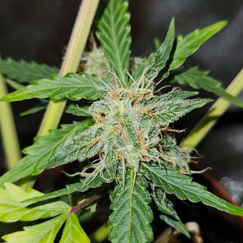 Triple G Automatic growlog timeline photo
