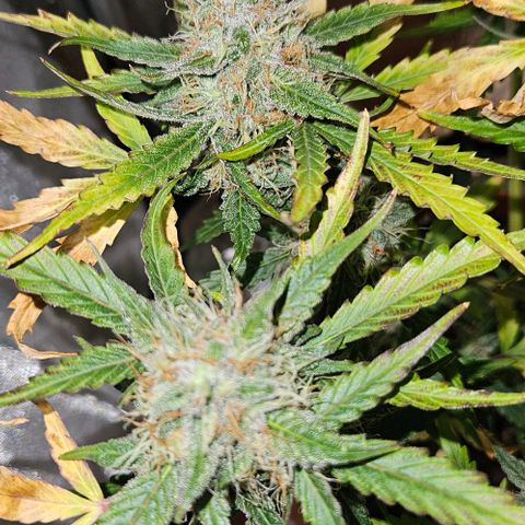 Triple G Automatic growlog timeline photo