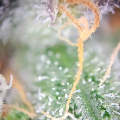 Triple G Automatic growlog timeline photo
