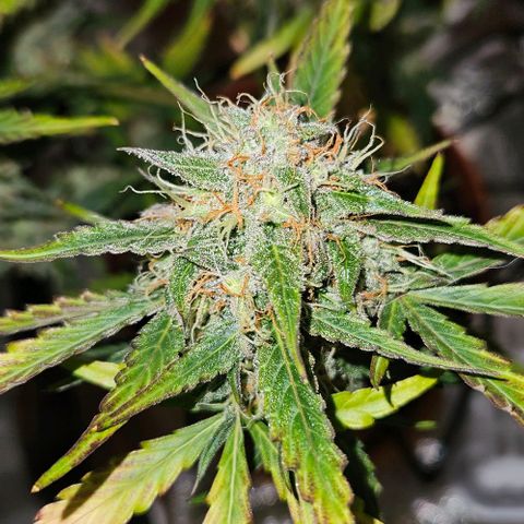 Triple G Automatic growlog timeline photo