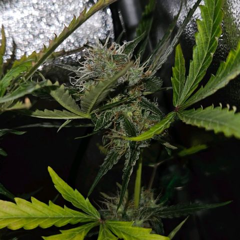 Triple G Automatic growlog timeline photo
