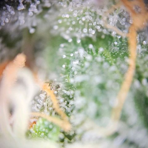 Triple G Automatic growlog timeline photo
