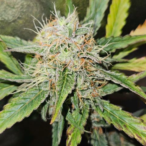 Triple G Automatic growlog timeline photo