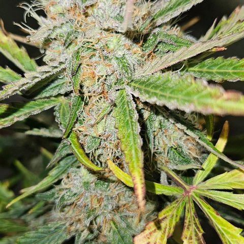 Triple G Automatic growlog timeline photo