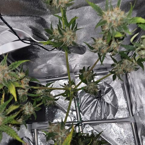 Triple G Automatic growlog timeline photo