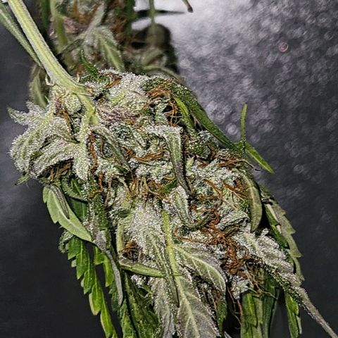 Triple G Automatic growlog timeline photo