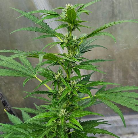Triple G Automatic growlog timeline photo