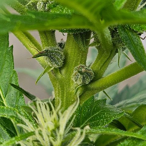 Triple G Automatic growlog timeline photo