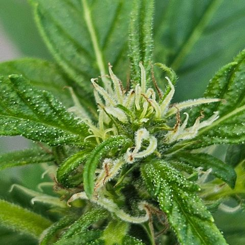 Triple G Automatic growlog timeline photo