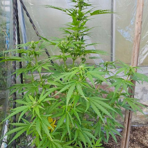 Triple G Automatic growlog timeline photo