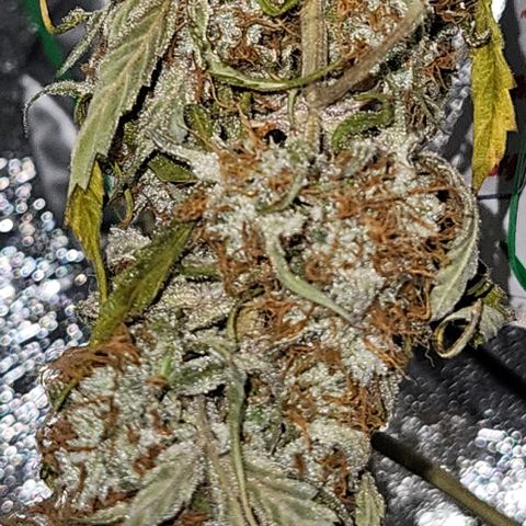 Triple G Automatic growlog timeline photo