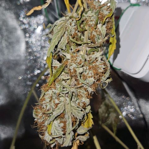 Triple G Automatic growlog timeline photo