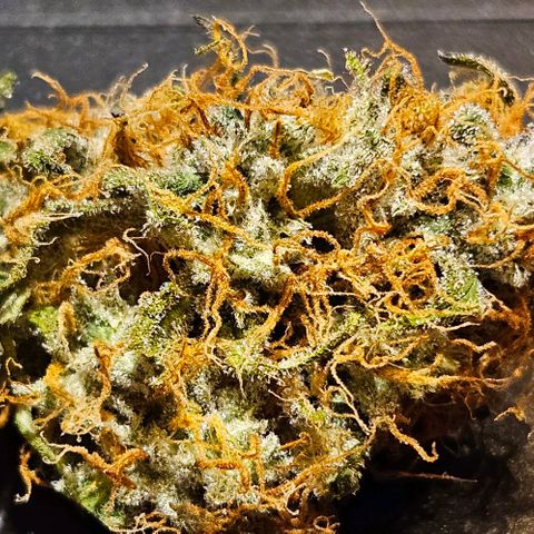 Triple G Automatic growlog timeline photo