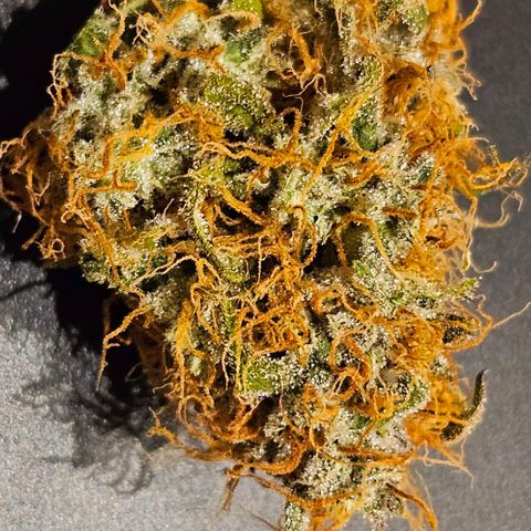 Triple G Automatic growlog timeline photo