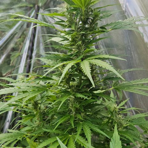 Triple G Automatic growlog timeline photo