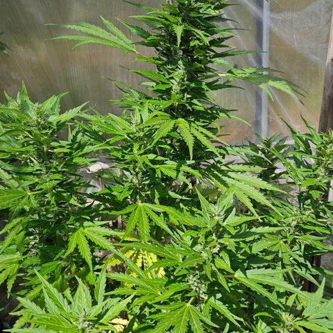 Triple G Automatic growlog timeline photo