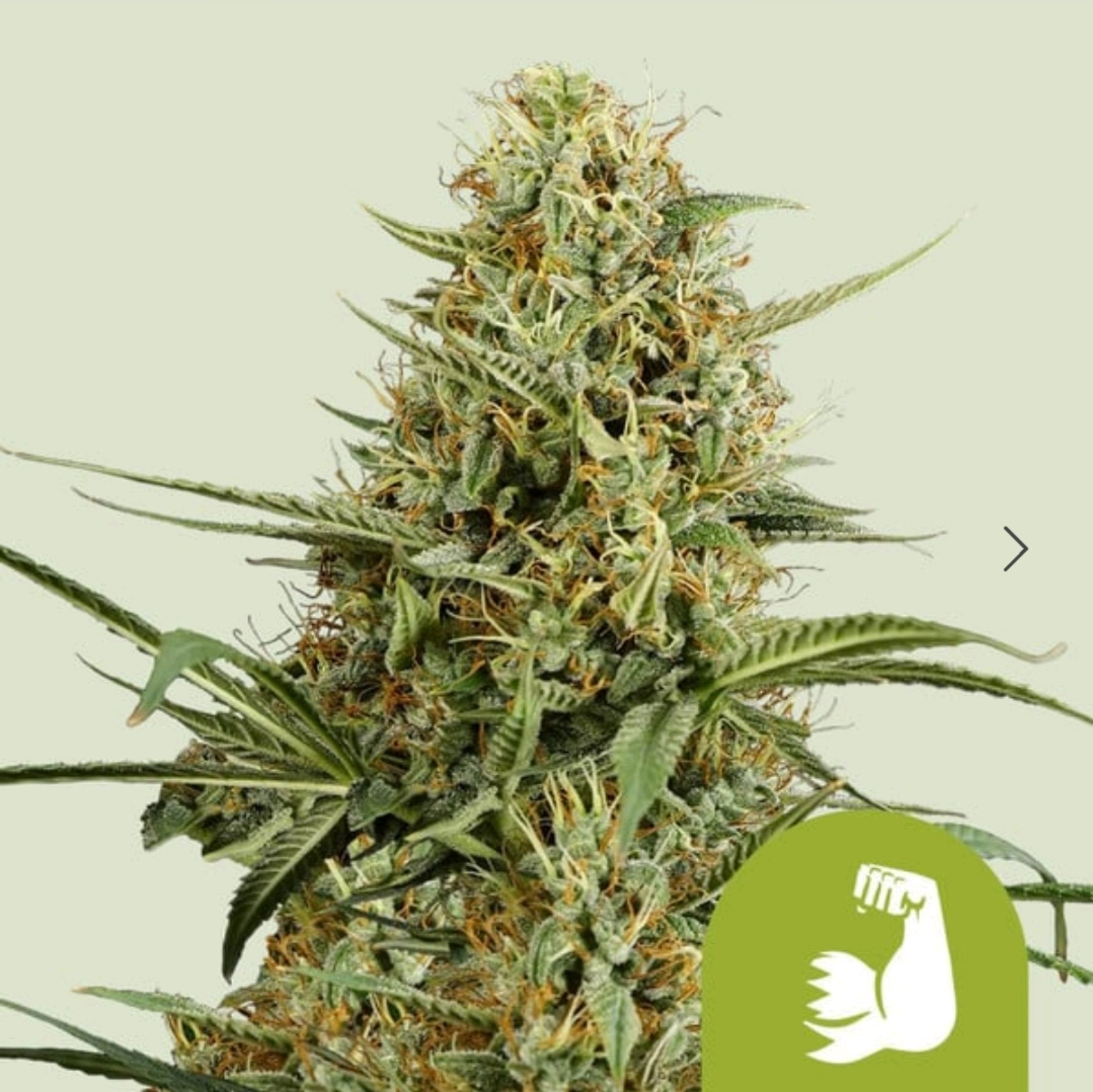 Hulk #1 growlog header