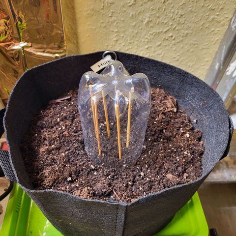 Hulk #1 growlog photo