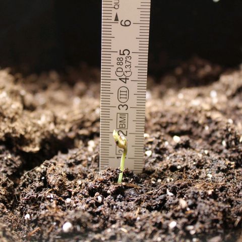 Hulk #1 growlog photo: Happy Birthday kleiner Hulk 🎂